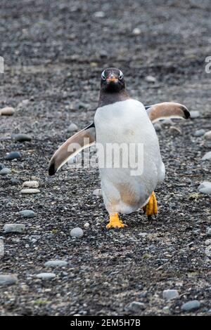 Niedlich wild, Erwachsene Gentoo Penguin, Pygoscellis papua, zu Fuß in Richtung Kamera, Sea Lion Island, Falkland Islands, South Atlantic Ocean Stockfoto