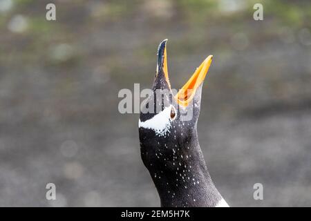 Gentoo Pinguin, Pygoscelis papua, Berufung, mit offenem Mund, Sea Lion Island, Falkland Inseln, Süd Atlantik Stockfoto