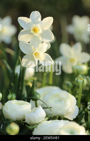 Ranunculus weiß und Narzissen. Frühlingsblumen im frühlingshaften Garten in der Sonne.Florikkonzept. Wachsende Narzissen und Ranunkulus.Frühling Stockfoto