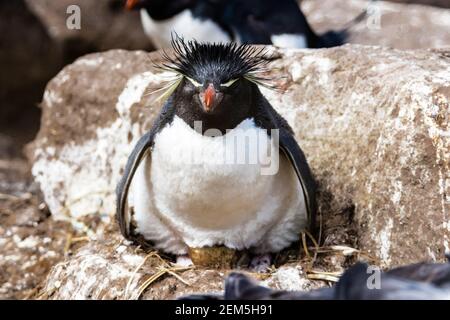 Südliches Rockhopper Penguin, Eudyptes (Chrysocome) Chrysocome, sitzend auf einem Ei im Gelege auf West Point Island, Falkland Islands, South Atlantic Ocean Stockfoto