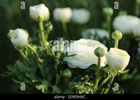 Ranunculus weiß und Narzissen. Weiße Blumen im frühlingshaften Garten in der Sonne.Florikkonzept. Wachsende Narzissen und Ranunkulus.Frühling Stockfoto