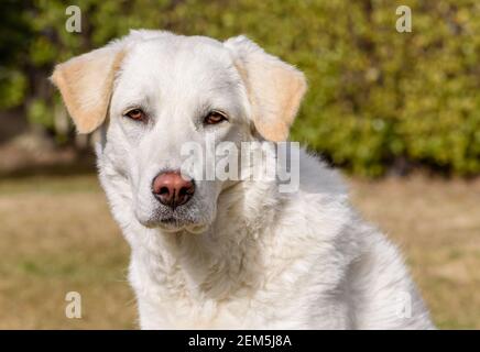 Porträt der jungen weißen Hündin wie Maremma Shepherd im Freien. Stockfoto