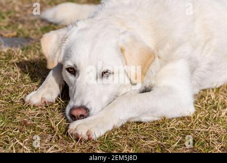 Porträt der jungen weißen Hündin wie Maremma Shepherd im Freien. Stockfoto