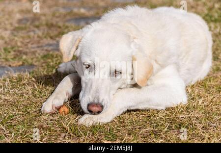 Porträt der jungen weißen Hündin wie Maremma Shepherd im Freien. Stockfoto