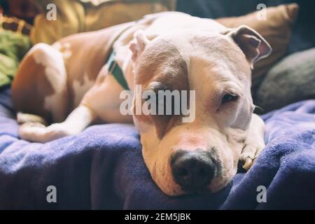 (Amerikanische und amerikanische Staffordshire Pit Bull Terrier) (canis lupus familiaris) Stockfoto