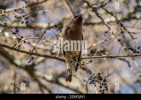 Vordere Teil ein Zedernwachflügel Vogel Blick nach oben, während thront Auf dem Zweig voll der Beeren auf dem Busch in der Nähe Stockfoto