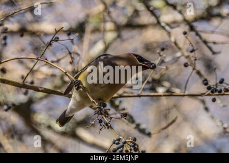 Ein Zedernwachsvogel, der über eine Beere greift, während er sich greift Auf einem Zweig voller reifer Beeren in der Nähe Ein sonniger Tag im Winter Stockfoto