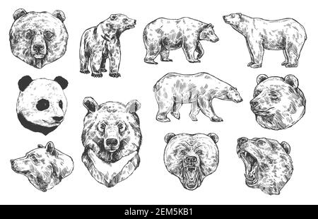 Grizzly Bär und Panda Vektor Skizzen, isolierte Symbole gesetzt. Köpfe räuberischer Tiere. Wilde polare und asiatische Schwarzbären mit wütenden Maulkörben, offene Mout Stock Vektor