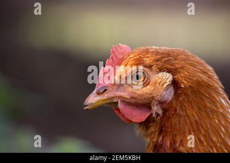Portrait eines braunen Hähnchens, Freilandhaltung, im Freien. Stockfoto
