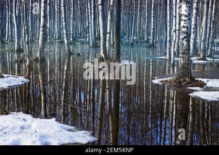 Birkenhain überschwemmt mit Wasser aus schmelzendem Schnee in der Anfang Frühjahr Stockfoto