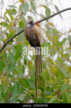 Gesprenkelte Mausvogel (Colius striatus kikuyuensis) Erwachsene hängen an einem Zweig nach einer Dusche Kenia Oktober Stockfoto