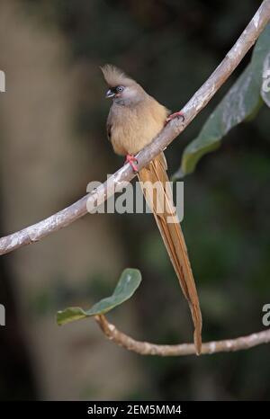 Gesprenkelte Mausvogel (Colius striatus) Erwachsene thront auf Zweig Lake Awassa, Äthiopien April Stockfoto