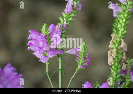 Physostegia virginiana, gehorsam Pflanze mit kleinen rosa Blüten und Knospen und grünen Blättern, Makro von Amazing Dainty oder False Dragonhead, selektiver Fokus Stockfoto