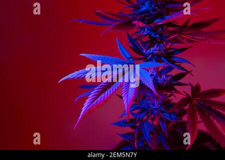 Cannabis hinterlässt schönen Hintergrund in bunten lila blauem Licht. Neuer ästhetischer Blick auf medizinische Marihuana-Pflanze. Farbige Blätter von Hanf in Ultravio Stockfoto