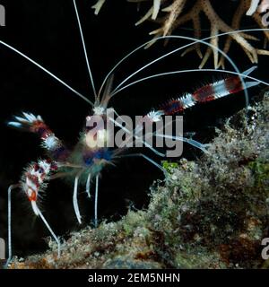 Gebänderte Boxergarnelen (Stenopus hispidus (lat.) warten auf die Reinigung der Kunden vor ihrem Tierheim Panglao, Philippinen Stockfoto