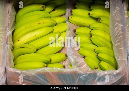 Eine Schachtel Bananen zum Verkauf in einem britischen Supermarkt. Stockfoto
