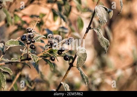 Schwarzer, frostiger Gehege (Ligustrum vulgare) Stockfoto