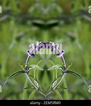 Midnight Mexican Bush Sage (Salvia leucantha) tiefviolett samtig blüht natürliche abstrakte Zusammensetzung. Stockfoto