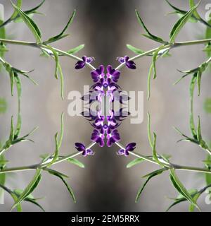 Midnight Mexican Bush Sage (Salvia leucantha) tiefviolett samtig blüht natürliche abstrakte Zusammensetzung. Stockfoto