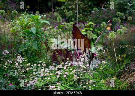 Rot blättrige Abessinier Banane, Ensete ventricosum Maurelii, astrantia bo ann, Blätter, Laub, tropisch, Pflanze, Pflanzen, Pflanzen, Garten, Sommer, exotische Grenze, Stockfoto