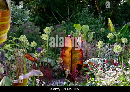 Ensete ventricosum Maurelii, Allium Sämchenkopf, Sämköpfe, Allium, lychnis coronaria Gärtner Welt, lila, Blätter, Laub, weiß, Blumen, weiß und lila A Stockfoto