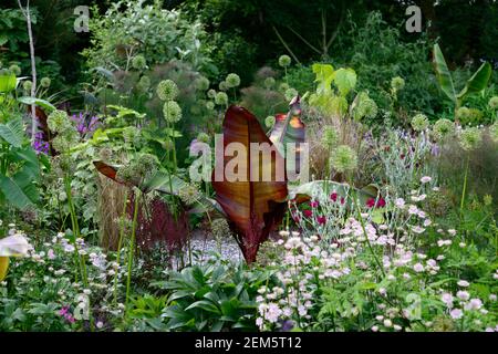 Rot blättrige Abessinier Banane, Ensete ventricosum Maurelii, lychnis coronaria Gärtner Welt, allium Sämköpfe, allium, astrantia bo ann, Blätter, Laub, t Stockfoto