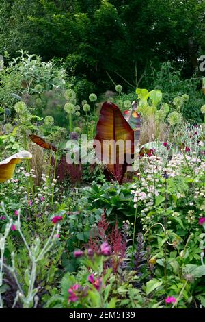 Rot blättrige Abessinier Banane, Ensete ventricosum Maurelii, lychnis coronaria Gärtner Welt, allium Sämköpfe, allium, astrantia bo ann, Blätter, Laub, t Stockfoto