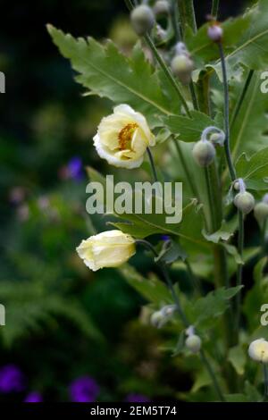Meconopsis Napaulensis, gelber Mohn, alle zwei Jahre, Nepalesisch, nepal, Himalaya-Mohn, Blume, Blumen, RM Floral Stockfoto