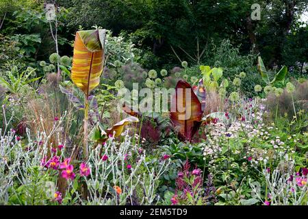 musa sikkimensis bengaltiger,Rotblättrige Abessinier Banane, Ensete ventricosum Maurelii,lychnis coronaria Gärtner Welt,Blätter,Laub,tropisch,pla Stockfoto