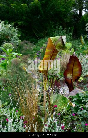 musa sikkimensis bengaltiger,Rotblättrige Abessinier Banane, Ensete ventricosum Maurelii,lychnis coronaria Gärtner Welt,Blätter,Laub,tropisch,pla Stockfoto