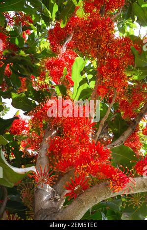 Feuerradbaum Seine Blüten gleichen roten Feuerrädern 