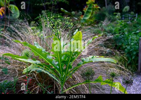 Sonchus palmenis,La Palma Sow-Distel,Blätter,Laub,zarte mehrjährige,Strauch,Riesenbaum Löwenzahn,Garten,Gärten,RM Floral Stockfoto