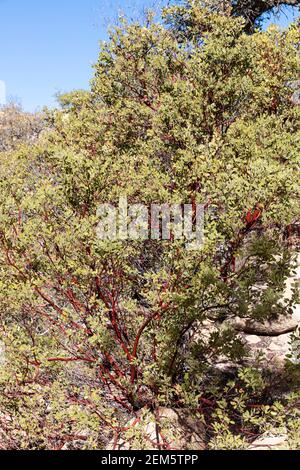 Pringle Manzanita (Arctostaphylos pringlei), Süd-Arizona, USA Stockfoto