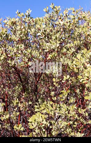 Pringle Manzanita (Arctostaphylos pringlei), Süd-Arizona, USA Stockfoto