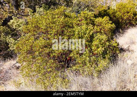 Pringle Manzanita (Arctostaphylos pringlei), Süd-Arizona, USA Stockfoto