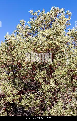 Pringle Manzanita (Arctostaphylos pringlei) Süd-Arizona, USA Stockfoto