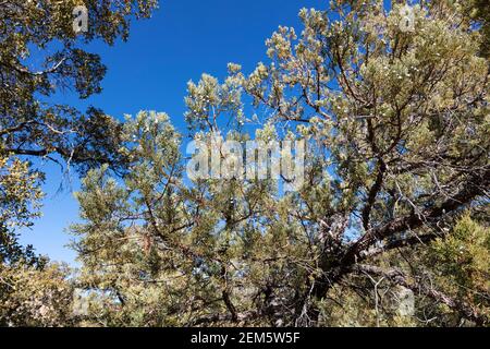 Aligator Juniper (Juniperus deppeana), Süd-Arizona, USA Stockfoto