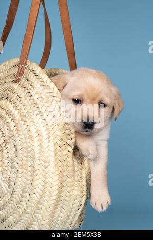 5 Wochen alter labrador Welpe sitzt in einem Weidenkorb backt Von einer menschlichen Hand gegen einen blauen Hintergrund gehalten Stockfoto