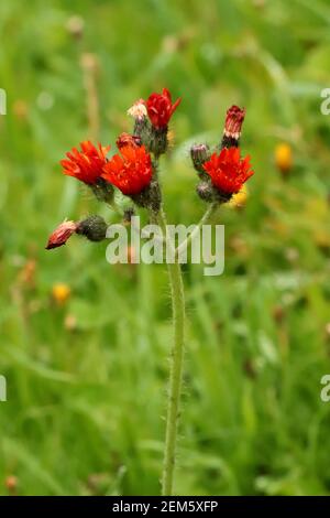 Blühende Pilosella aurantiaca. Pilosella aurantiaca wild blühende Pflanze, orange Blüten in Blüte Stockfoto