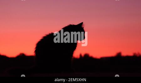 Sommer Sonnenuntergang mit einer flauschigen Katze Silhouette Stockfoto