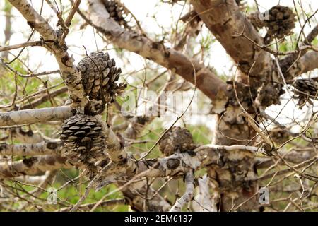 Pinus halepensis im Berg unter der Sonne in Alicante, Spanien Stockfoto