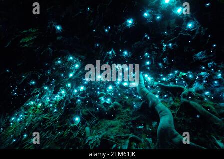 Neuseelands bioluminiscent glühenden Würmer in einer dunklen Höhle Stockfoto
