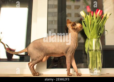 Grau bald Canadian Sphynx Katze schnüffelt rot und weiß Tulpen. Blumenstrauß aus Frühlingsblumen in transparenter Vase auf dem Hintergrund des Fensters. Haustiere in Th Stockfoto