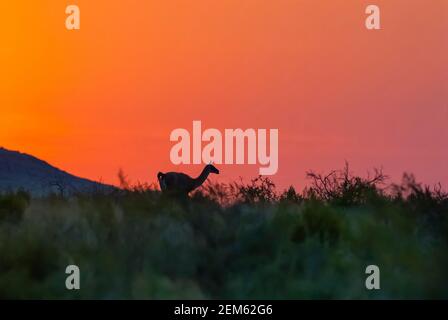 Guanacos, La Pampa, Argentinien Stockfoto