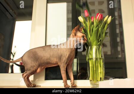 Grau bald Canadian Sphynx Katze schnüffelt rot und weiß Tulpen. Blumenstrauß aus Frühlingsblumen in transparenter Vase auf dem Hintergrund des Fensters. Haustiere in Th Stockfoto