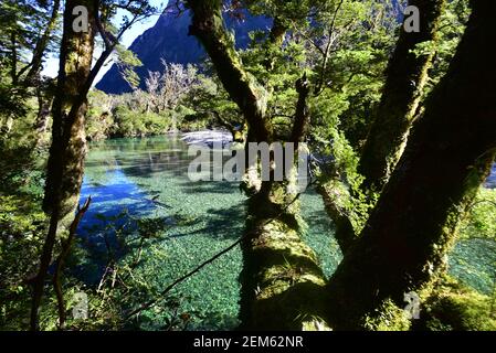 Milford Track Abschnitt entlang des Clinton River, Neuseeland Stockfoto