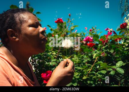 Ältere afroamerikanische Frau, die Löwenzahn bläst Stockfoto