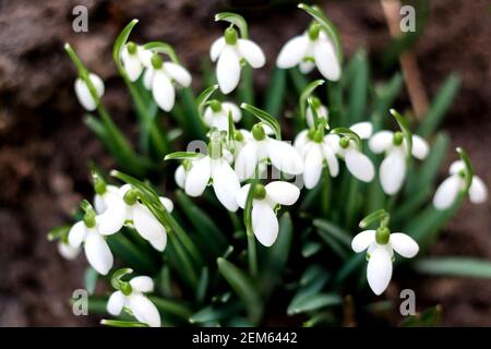 Frühlingshintergrund. Draufsicht. Schneeglöckchen Frühling blüht auf einer Lichtung im Wald. Schneeglöckchen, Symbol des Frühlings. Galanthus, Galanthus nivalis. Schließen Stockfoto