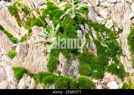 Schönes helles grünes Moos, das in rauen Steinen aufwächst. Felsen voller Moosstruktur in der Natur Stockfoto