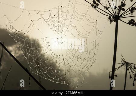 Spinnennetz früh in nebligen Morgen mit Tropfen Tau auf dem Netz. Spinnennetz in weichem Sonnenlicht gegenüber der Sonne Stockfoto